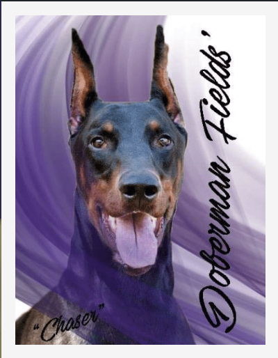 dobermanfields.store
